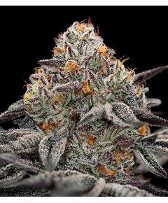 Product_Oreoz - Cannabis Saatgut by GEASEEDS, Package Unit: 3 Seed / Package_Cannadusa_Marketplace_Buy