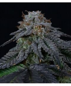 Product_Pluto - Cannabis Saatgut by GEASEEDS, Package Unit: 3 Seed / Package_Cannadusa_Marketplace_Buy