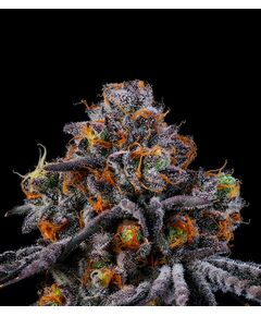 Product_RS11 - Cannabis Saatgut by GEASEEDS, Package Unit: 3 Seed / Package_Cannadusa_Marketplace_Buy