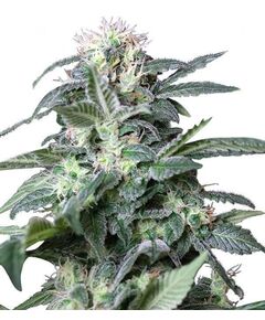 Product_Rusia  - Cannabis Saatgut by GEASEEDS, Package Unit: 3 Seed / Package_Cannadusa_Marketplace_Buy