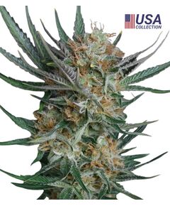 Product_Sour Kush  - Cannabis Saatgut by GEASEEDS, Package Unit: 3 Seed / Package_Cannadusa_Marketplace_Buy