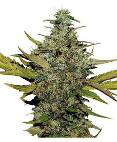 Product_Super Skunk  - Cannabis Seeds by GEASEEDS, Package Unit: 3 Seed / Package_Cannadusa_Marketplace_Buy