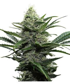 Product_Widow  - Cannabis Saatgut by GEASEEDS, Package Unit: 3 Seed / Package_Cannadusa_Marketplace_Buy