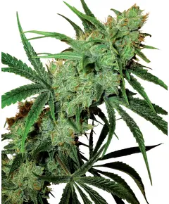 Produkt_Sensi Seeds Fruity Juice__Cannadusa_Marktplatz_Kaufen