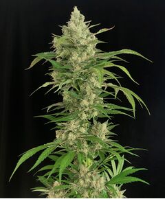 Produkt_Serious Seeds Seriosa__Cannadusa_Marktplatz_Kaufen