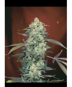 Product_Serious Seeds AK47_Cannadusa_Marketplace_Buy