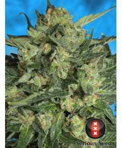 Produkt_Serious Seeds Auto White Russian#1__Cannadusa_Marktplatz_Kaufen