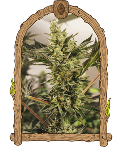 Produkt_Exotic Seed Banana Mash Auto__Cannadusa_Marktplatz_Kaufen