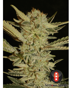 Product_Serious Seeds Bubble Gum_Cannadusa_Marketplace_Buy