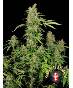 Produkt_Serious Seeds CBD Warlock__Cannadusa_Marktplatz_Kaufen