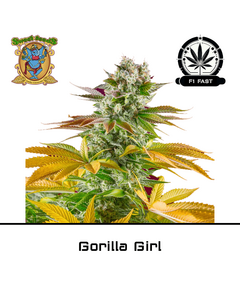 Product_Gorilla Girl F1 Fast Version - Sweet Seeds_Cannadusa_Marketplace_Buy