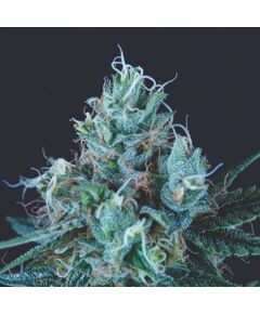 Ice Cream - Heart Notes - Pyramid Seeds