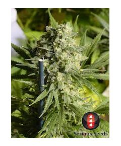 Product_Serious Seeds Double Dutch_Cannadusa_Marketplace_Buy