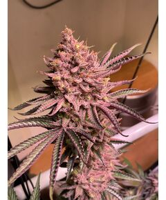 Produkt_Serious Seeds Seriotica__Cannadusa_Marktplatz_Kaufen