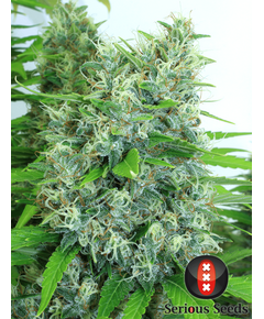 Product_Serious Seeds Kali Mist_Cannadusa_Marketplace_Buy