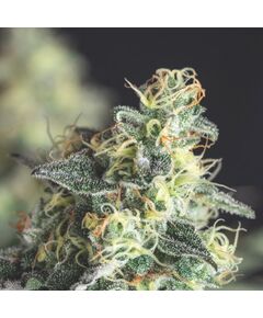 Lemon Larry OG - Heart Notes - Pyramid Seeds