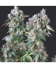 Mendocino Purple Kush - Heart Notes - Pyramid Seeds