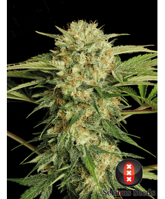 Product_Serious Seeds Motavation_Cannadusa_Marketplace_Buy