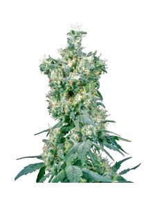 Produkt_Sensi Seeds American Dream 10 Stk regular__Cannadusa_Marktplatz_Kaufen