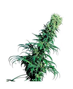 Produkt_Sensi Seeds Early Pearl__Cannadusa_Marktplatz_Kaufen