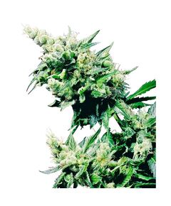 Produkt_Sensi Seeds Hash Plant__Cannadusa_Marktplatz_Kaufen