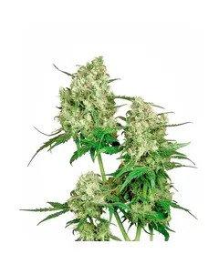 Produkt_Sensi Seeds Maple Leaf Indica regulär__Cannadusa_Marktplatz_Kaufen