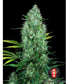 Produkt_Serious Seeds Serious 6__Cannadusa_Marktplatz_Kaufen