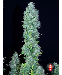 Produkt_Serious Seeds Serious Happiness__Cannadusa_Marktplatz_Kaufen