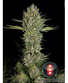 Produkt_Serious Seeds Serious Kush__Cannadusa_Marktplatz_Kaufen