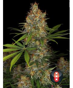 Product_Serious Seeds Strawberry AK_Cannadusa_Marketplace_Buy