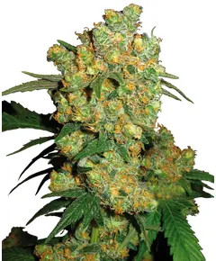 Produkt_Sensi Seeds Big Bud__Cannadusa_Marktplatz_Kaufen