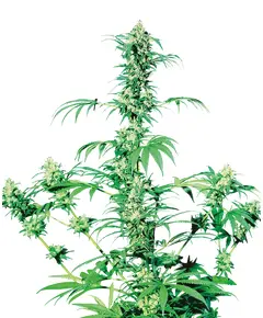 Product_Sensi Seeds Early Girl regulär_Cannadusa_Marketplace_Buy