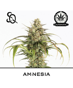 Product_Amnesia Auto_Cannadusa_Marketplace_Buy