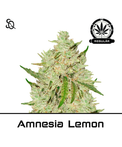 Product_Amnesia Lemon Regulär_Cannadusa_Marketplace_Buy