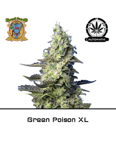 Produkt_Auto Green Poison XL – Sweet Seeds__Cannadusa_Marktplatz_Kaufen