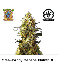 Produkt_Auto Strawberry Banana Gelato XL – Sweet Seeds__Cannadusa_Marktplatz_Kaufen