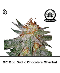 Product_BC God Bud x Chocolate Sherbet_Cannadusa_Marketplace_Buy