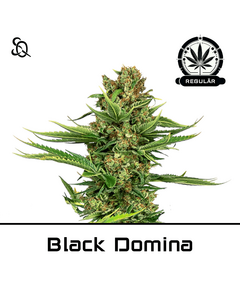 Product_Black Domina Regulär_Cannadusa_Marketplace_Buy