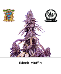 Produkt_Black Muffin F1 Fast - Sweet Seeds__Cannadusa_Marktplatz_Kaufen