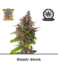 Product_Auto Bloody Skunk – Sweet Seeds_Cannadusa_Marketplace_Buy