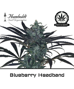 Produkt_Blueberry Headband - Humboldt Seeds__Cannadusa_Marktplatz_Kaufen