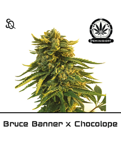 Product_Bruce Banner X Chocolope_Cannadusa_Marketplace_Buy