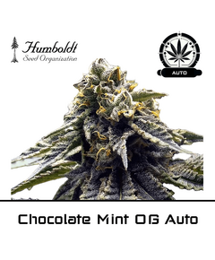 Produkt_Chocolate Mint OG Auto - Humboldt Seeds__Cannadusa_Marktplatz_Kaufen