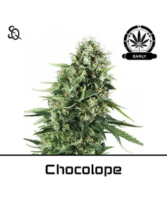 Produkt_Chocolope Early Version__Cannadusa_Marktplatz_Kaufen