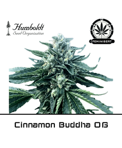 Produkt_Cinnamon Buddha OG - Humboldt Seeds__Cannadusa_Marktplatz_Kaufen