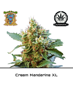 Product_Auto Cream Mandarine XL - Sweet Seeds_Cannadusa_Marketplace_Buy