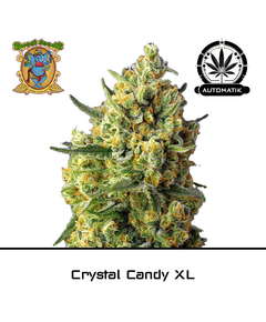 Product_Auto Crystal Candy XL – Sweet Seeds_Cannadusa_Marketplace_Buy