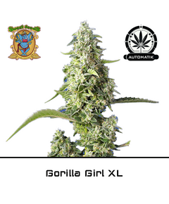 Product_Auto Gorilla Girl XL – Sweet Seeds_Cannadusa_Marketplace_Buy