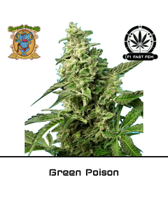 Produkt_Green Poison F1 Fast – Sweet Seeds__Cannadusa_Marktplatz_Kaufen