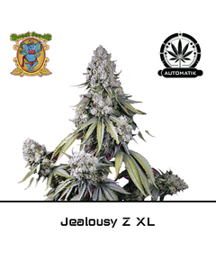 Produkt_Auto Jealousy Z XL – Sweet Seeds__Cannadusa_Marktplatz_Kaufen